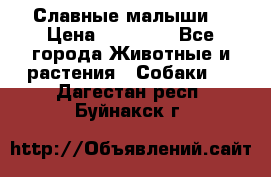 Славные малыши! › Цена ­ 10 000 - Все города Животные и растения » Собаки   . Дагестан респ.,Буйнакск г.